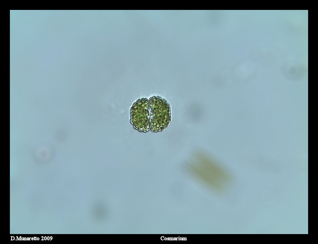 Cosmarium...